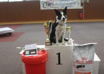 Club d’Education Canine – concours d’obéissance 2020