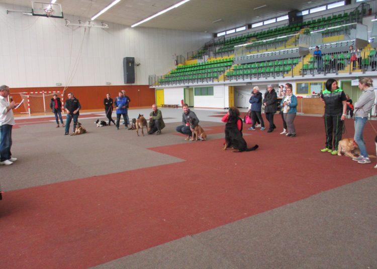 Club d&rsquo;Education Canine – concours d&rsquo;obéissance 2020