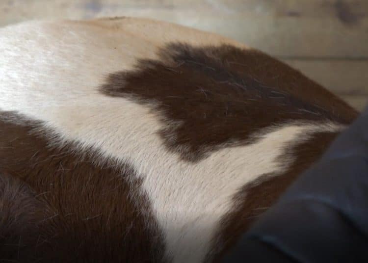 Visite du club Hippique Viennois