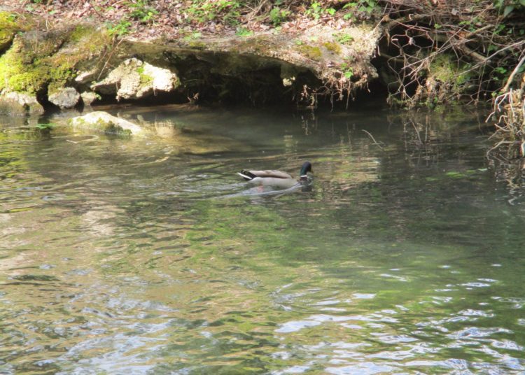 Championnat de France : Critérium de la Gère